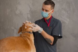 veterinary technician